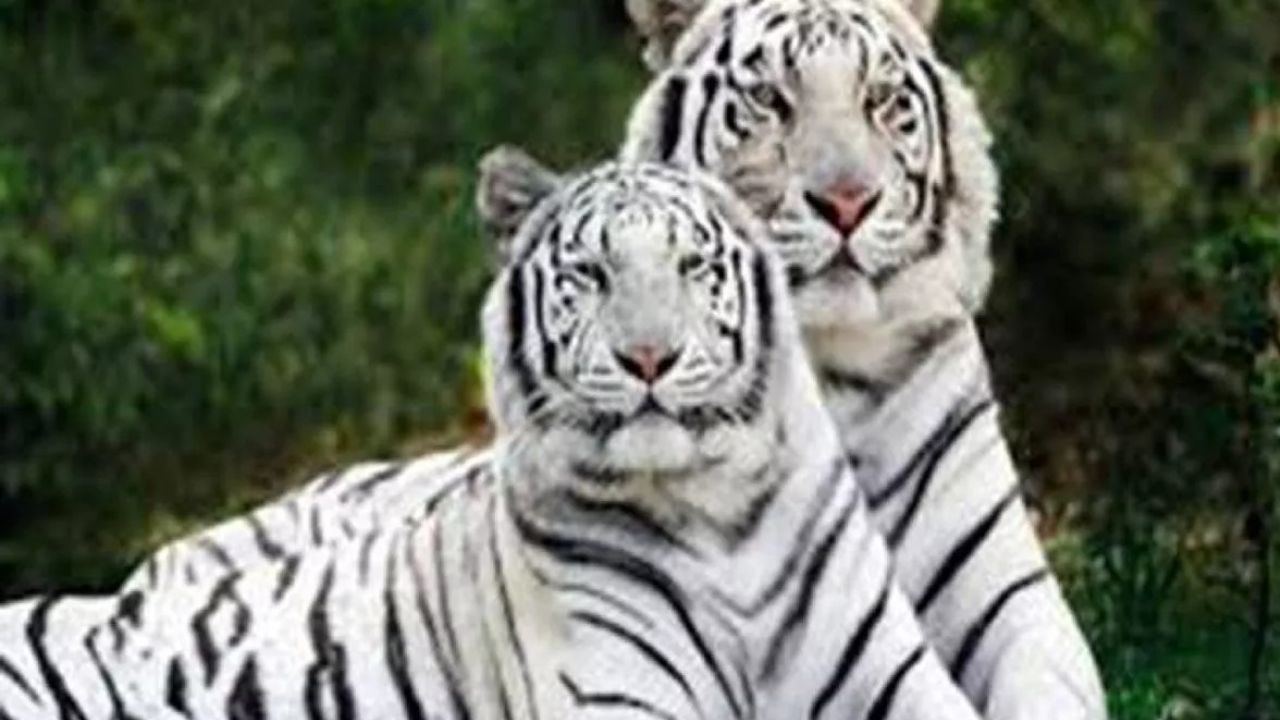 white tiger