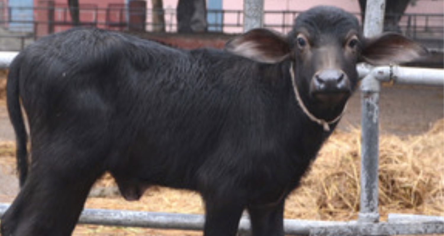 deepasha cloned buffalo