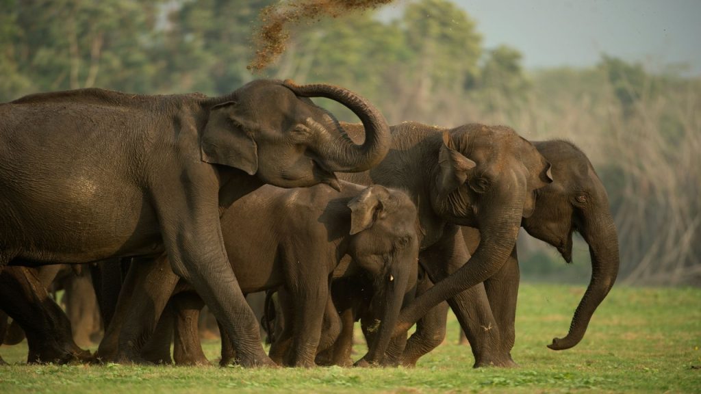 wild elephants, Chhattisgarh