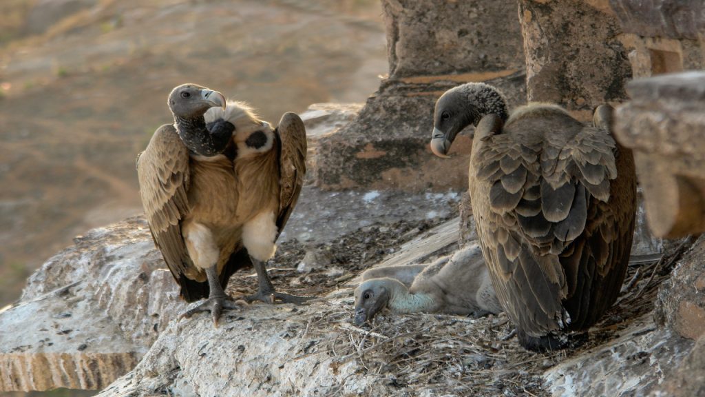 Vultures_in_the_nest,_Orchha,_MP,_India_edit