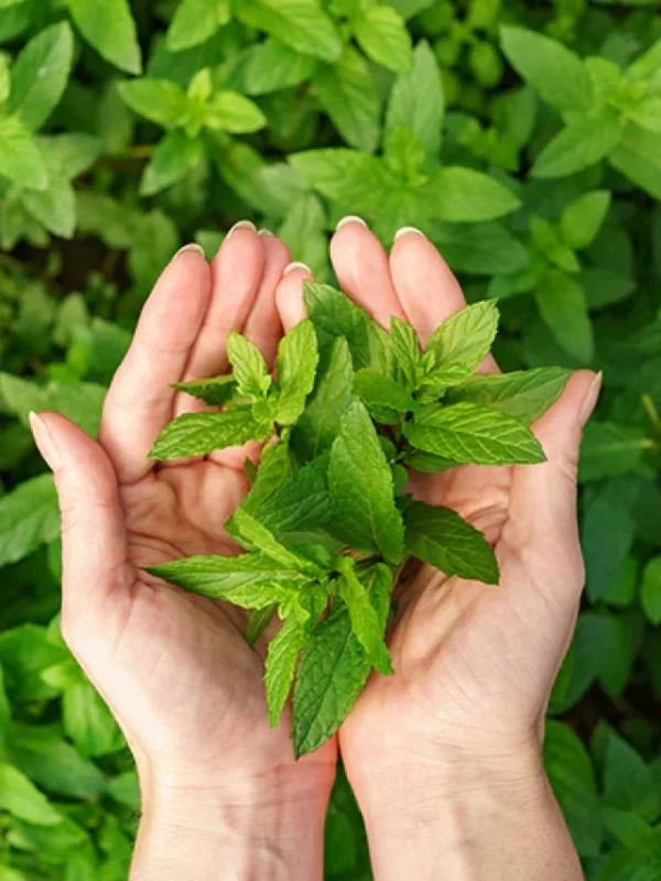 10_Wonderful_Benefits_Of_Tulsi_Leaf_720x