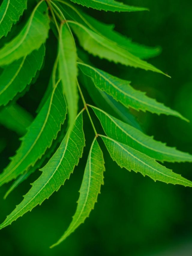 8-Side-Effects-Of-Neem-You-Should-Be-Aware-Of-Banner