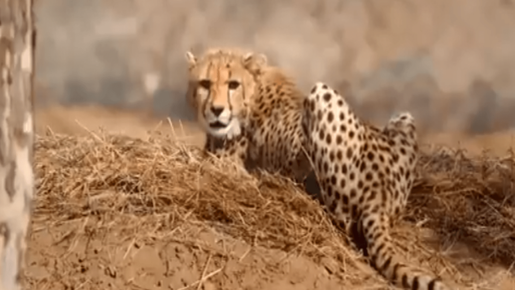 kuno national park cheetah