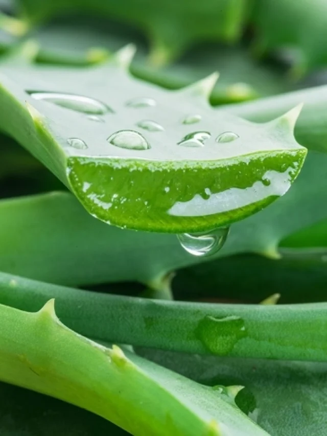 aloe-vera-101