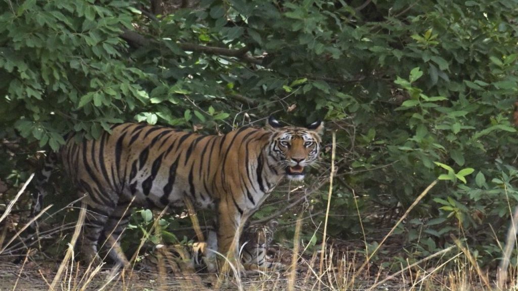 tigress kajari cub sit look side shadow ed cr lr