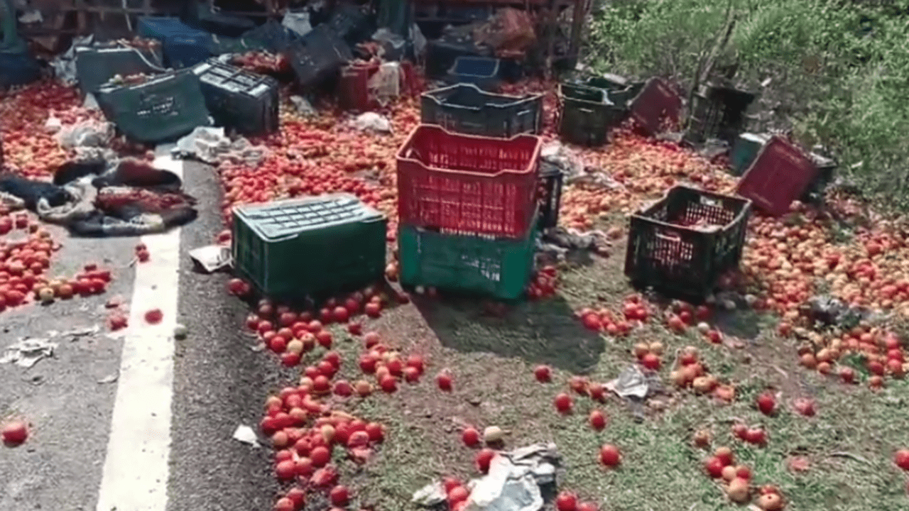 Tomatoes scattered on the road after the accident