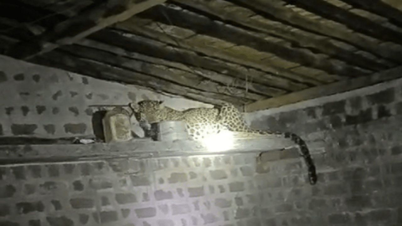 A leopard entered Prahlad Singh's house on Saturday night.