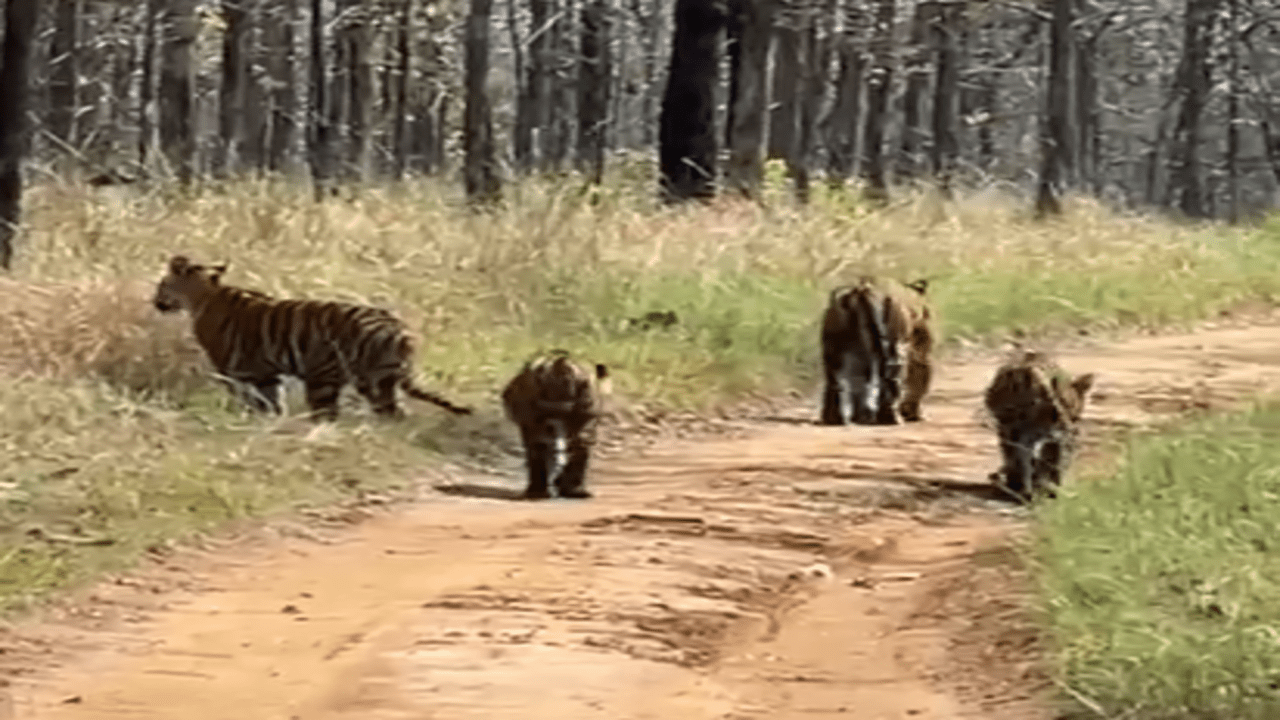 Satpura Tiger Reserve, a herd of tigers