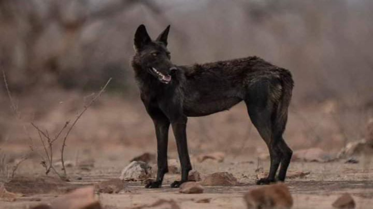 black wolf (symbolic image)