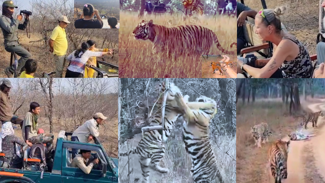 panna tiger reserve