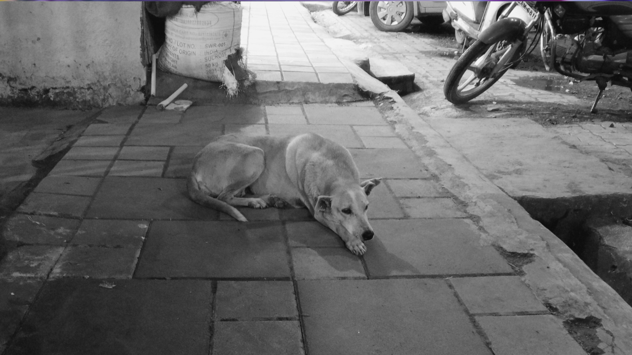 A case of disgusting behavior with a dog has come to light in Aishbagh police station area of ​​Bhopal.