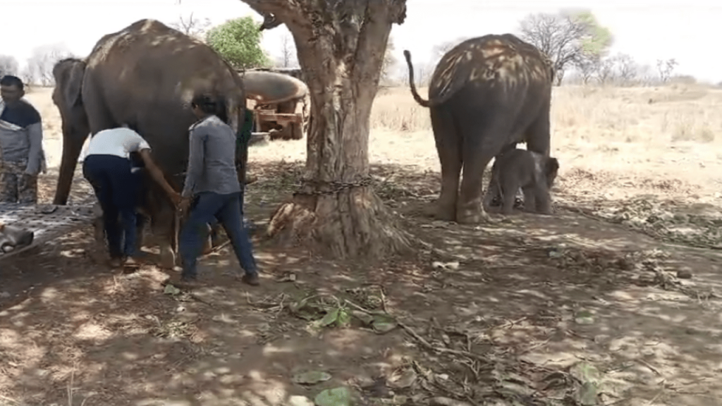 panna tiger reserve elephant