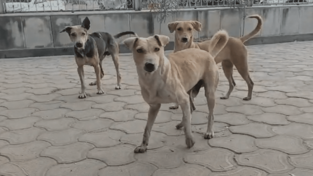 During the scorching heat, more than 50 thousand stray dogs are roaming on the streets of Gwalior.