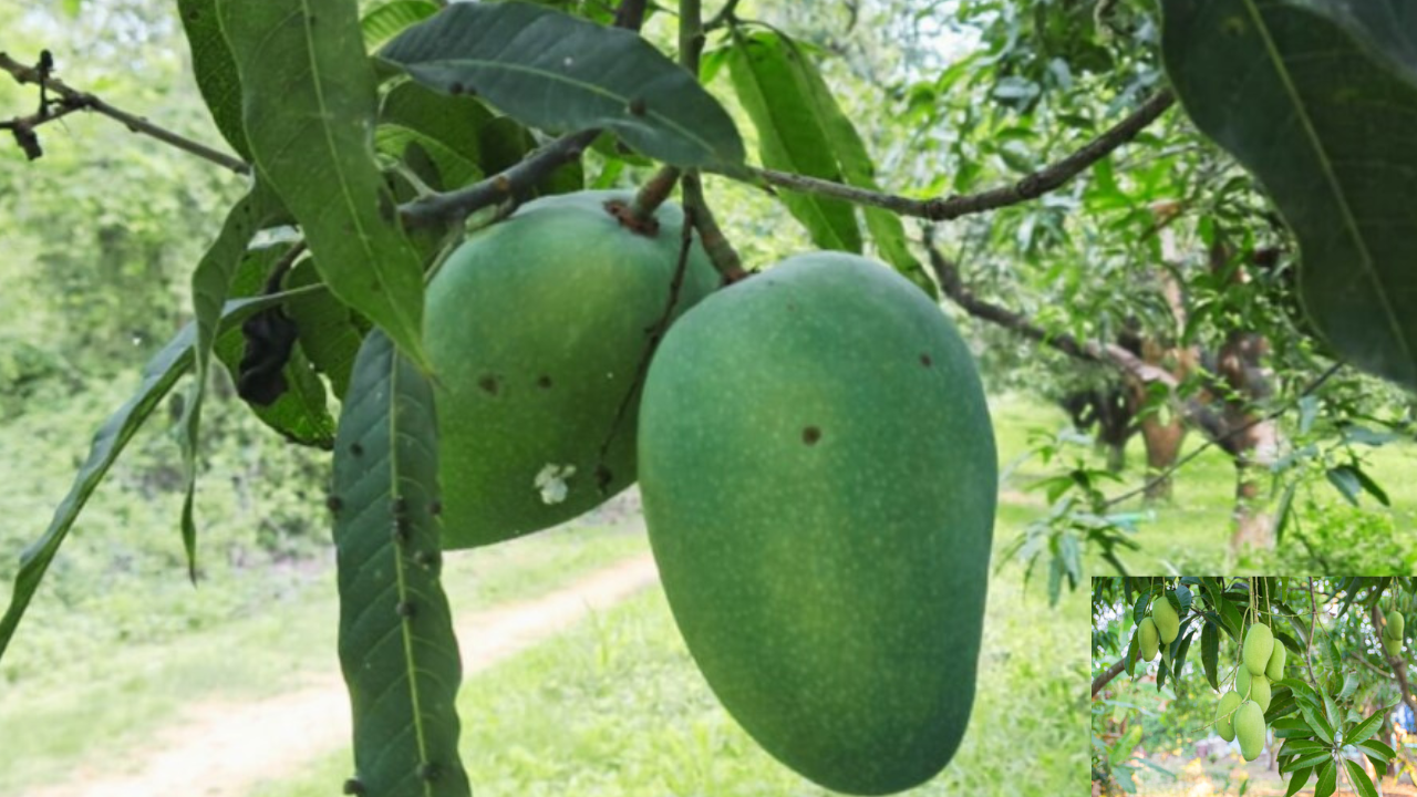 Earlier Sundarja mango was grown only in the gardens of Rewa Govindgarh Fort, but now it is also being cultivated in Kuthulia Fruit Research Centre.