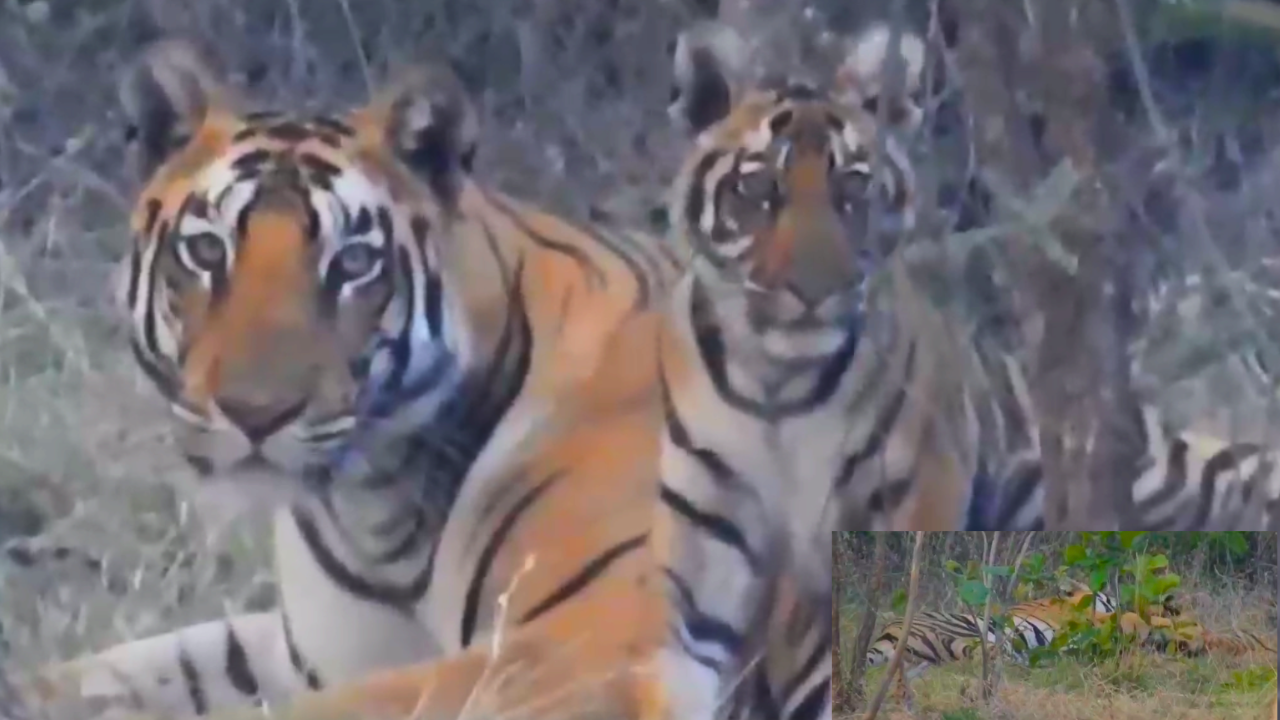 Tigress "Laila" of Satpura forest has now become a grandmother.