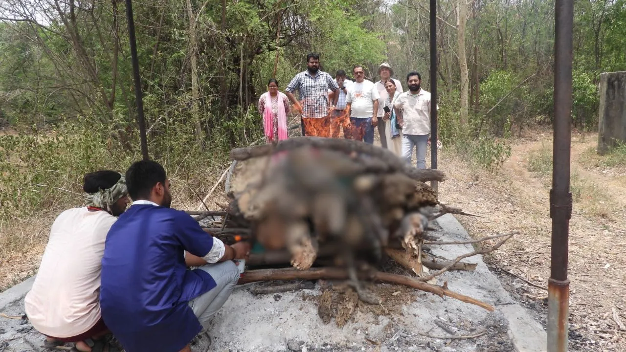 Chhattisgarh, leopard, Bilaspur