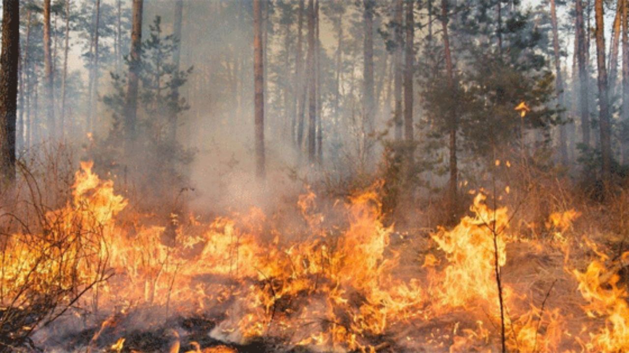 MP News, Madhya Pradesh, Forest Fire, Fire point, Forest Fire Prevention