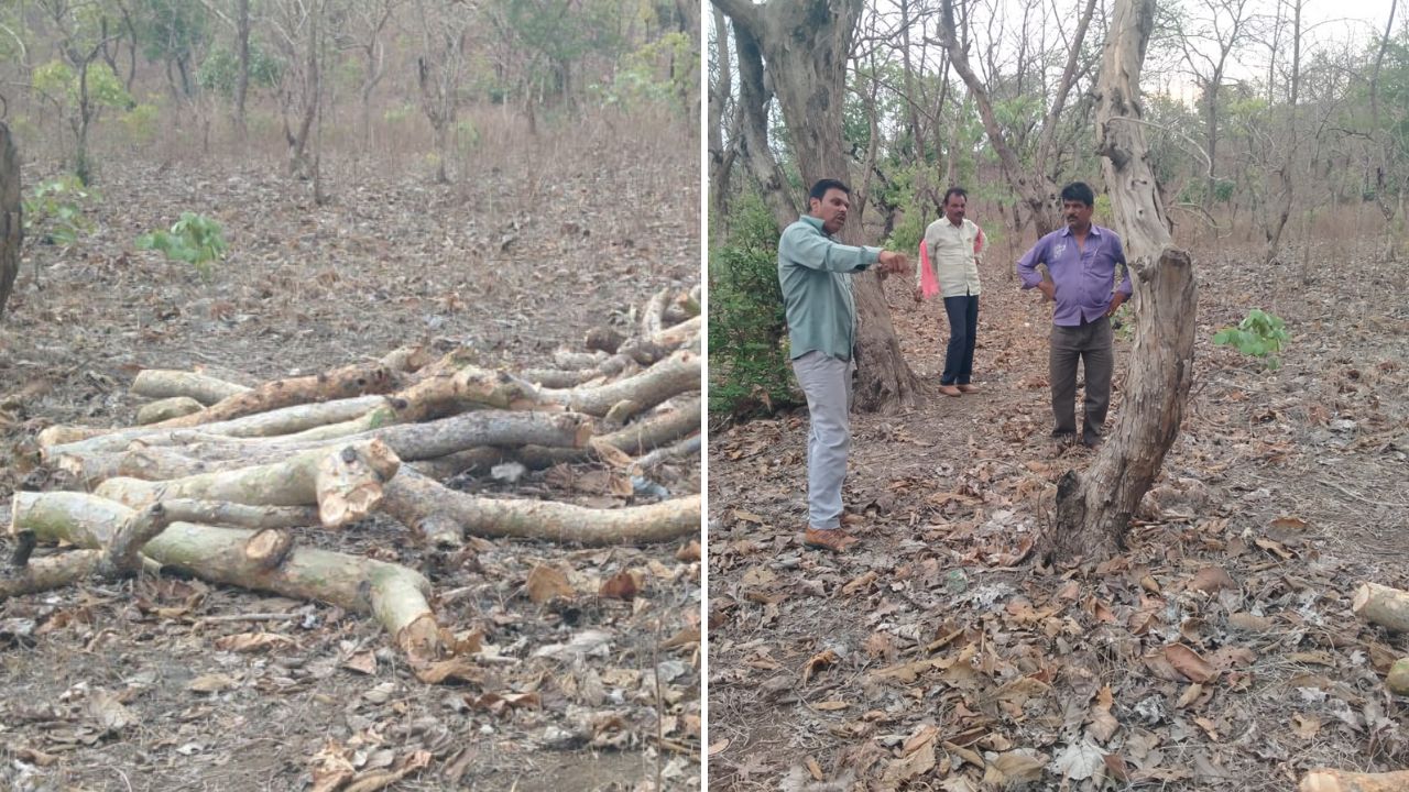 MP News, Madhya Pradesh, Indore, tree cutting, Jungle Mafiya