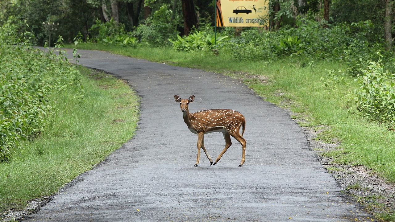 MP News, Madhya Pradesh, Jabalpur, Chital, Road Accident,