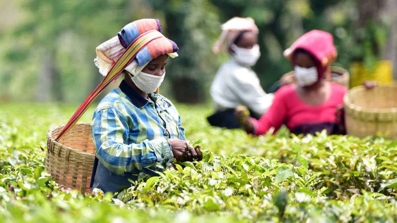 North India Tea Industry