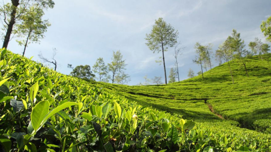 Madhya Pradesh government also has 600 hectares of tea plantation in Kerala.