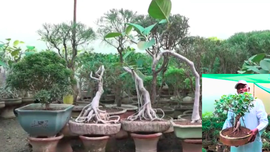 More than 2.5 thousand Bonsai plants of more than 40 species are present at Sohanlal's house.