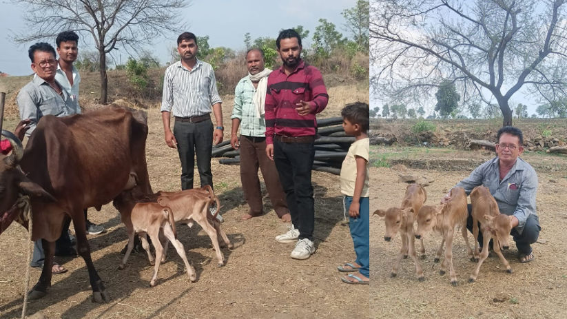 In Seoni, a cow has given birth to three calves simultaneously.