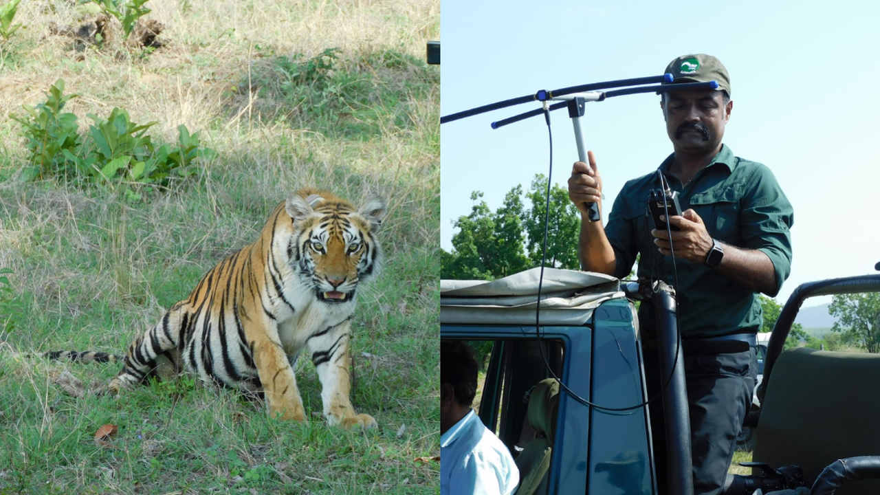 When the six-month-old tigress was brought into the park one and a half years ago, she did not know how to hunt.