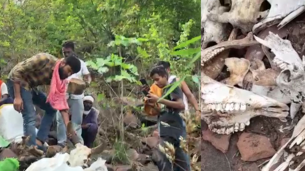 Bones of many cattle have been recovered on the Katangi hills of Balpur.