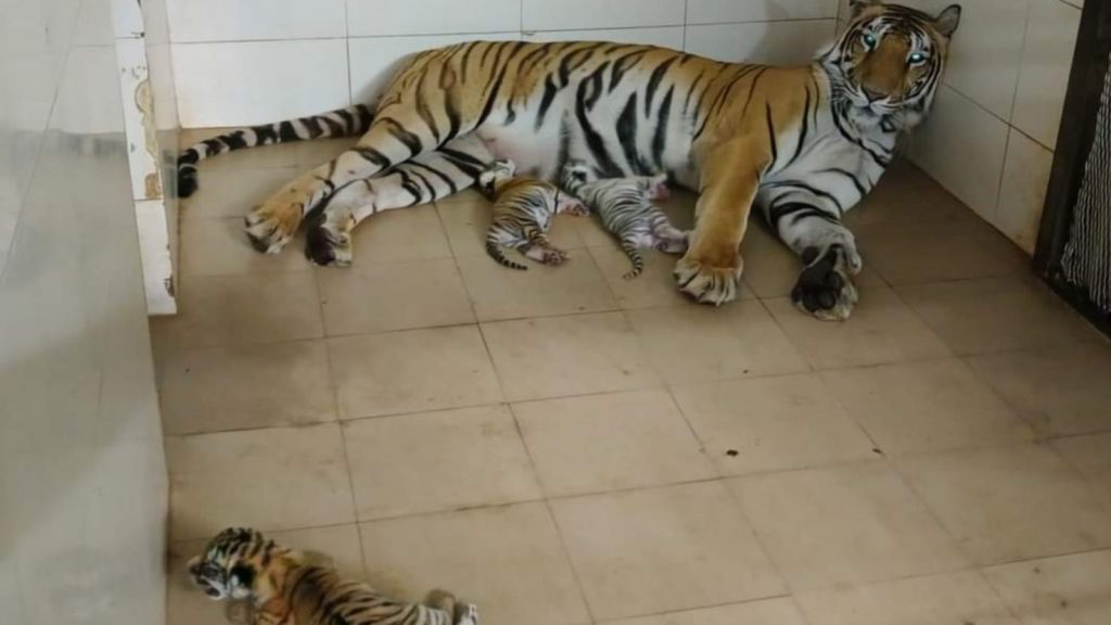 Female tiger Durga has given birth to three cubs in Gwalior.