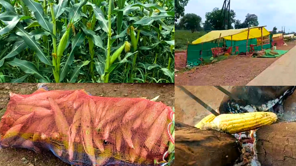 The story of famous sweet corn from Kanyakumari to Kashmir