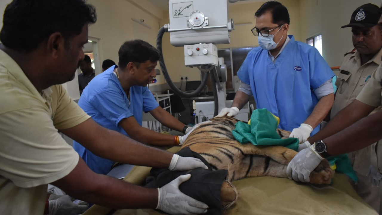 The female tiger cubs have suffered multiple fractures in their vertebral column (spine) as well as pelvic girdle (hip bone).