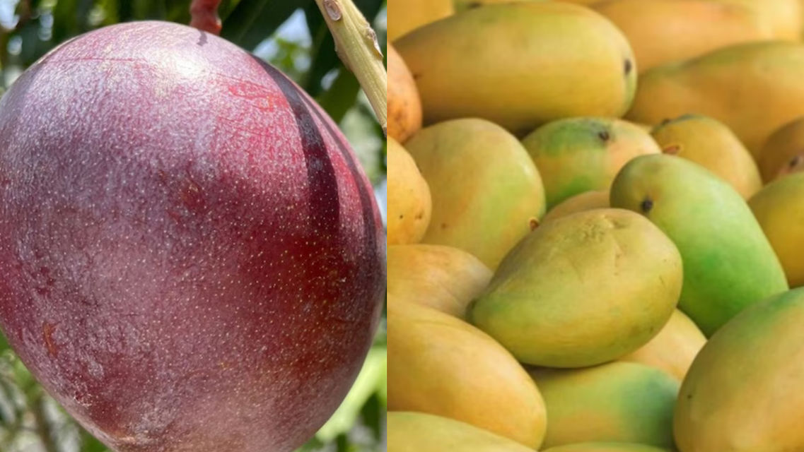 Special mangoes of Madhya Pradesh (Photo- Social Media)