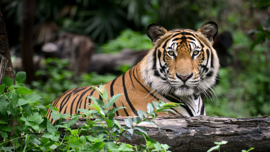 The story of Charger of Bandhavgarh is very popular.