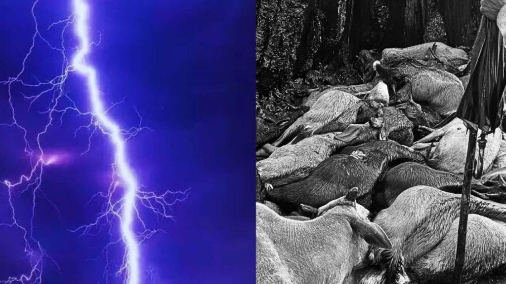 More than 50 cattle died due to lightning in Dindori.