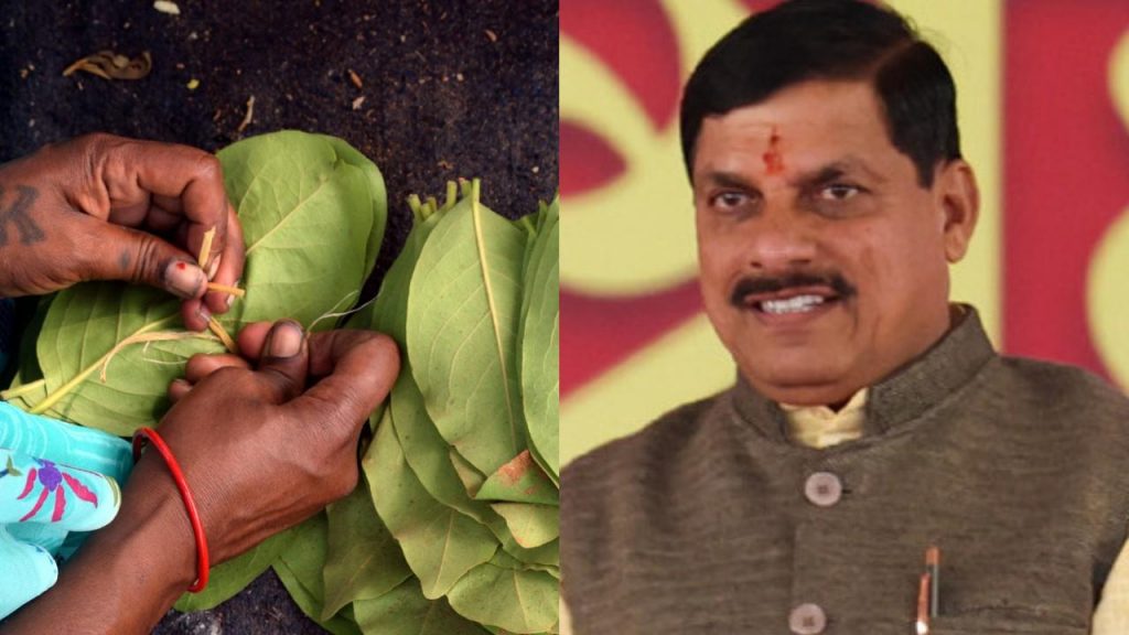 MP CM Mohan Yadav will distribute Rs 115 crore bonus amount to 36 lakh tendu leaf collectors.