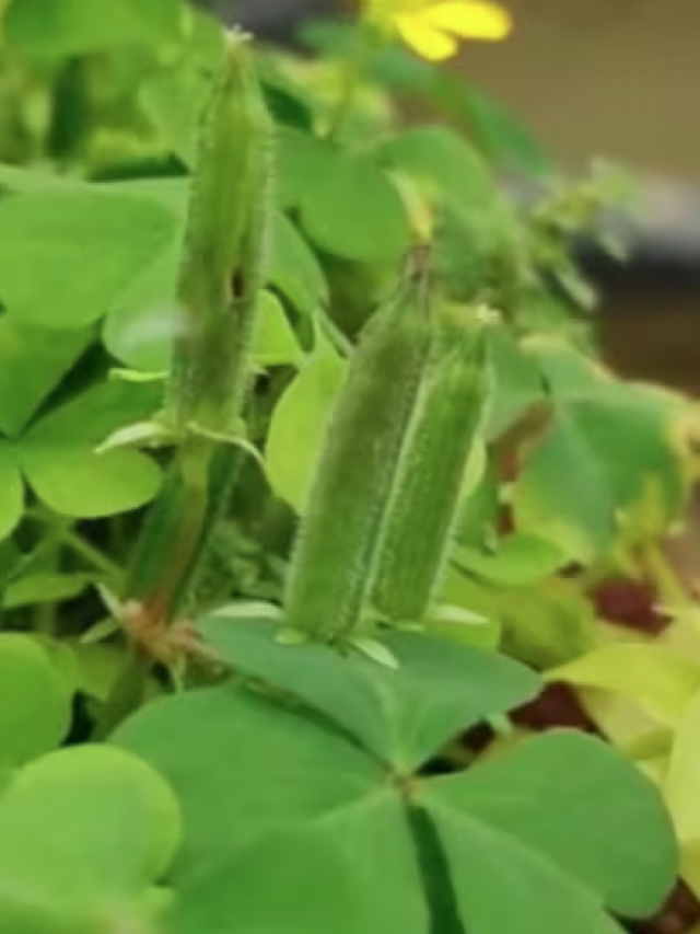 Wood Sorrel Plant