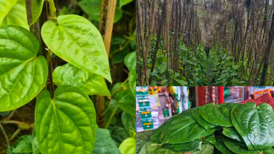 Betel leaf has been cultivated in Rewa.