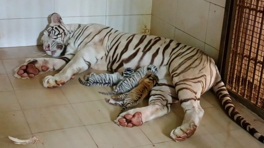 female tigress with her cubs