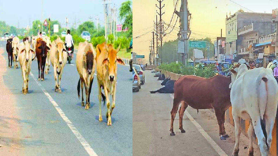 93 cows have died in road accidents on nine highways in 20 days.