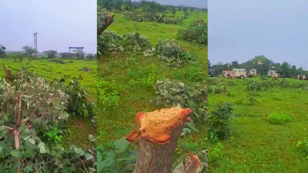 Palash species of trees were cut indiscriminately on Wednesday night.