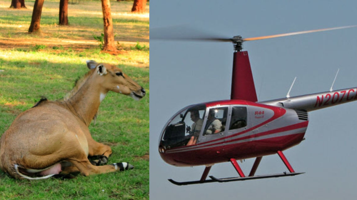 Nilgai and black buck will be caught using Boma technique.