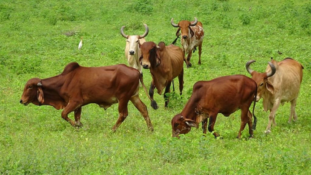 Madhya Pradesh