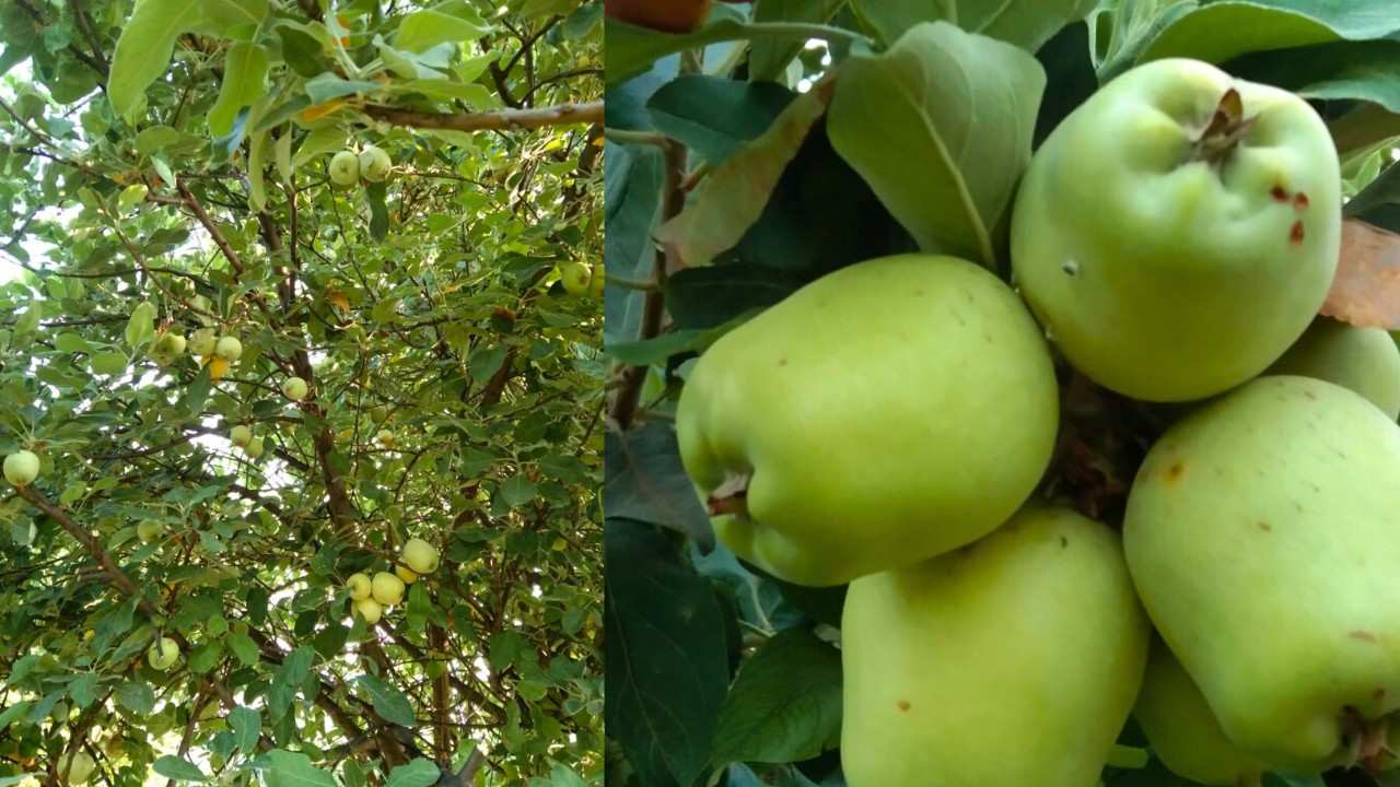 Govindgarh of Rewa, known for Sundarja Mango, will now be known for Green Apple also.