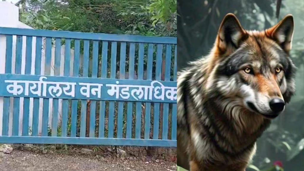 In Khandwa, wolf attacked people sleeping in their homes.