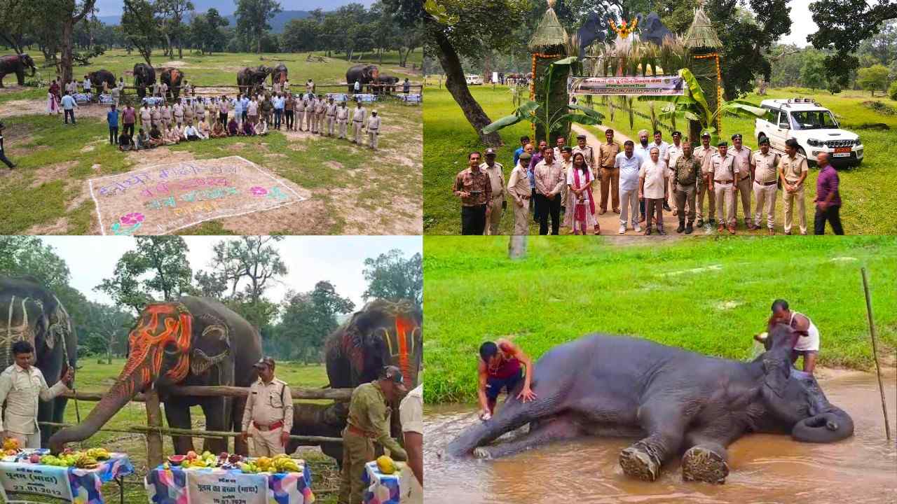 These days a unique picnic of elephants is being organized in Bandhavgarh Tiger Reserve.