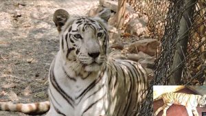 Van Vihar's only white tigress Riddhi died.