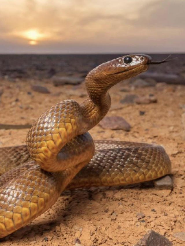 Inland Taipan