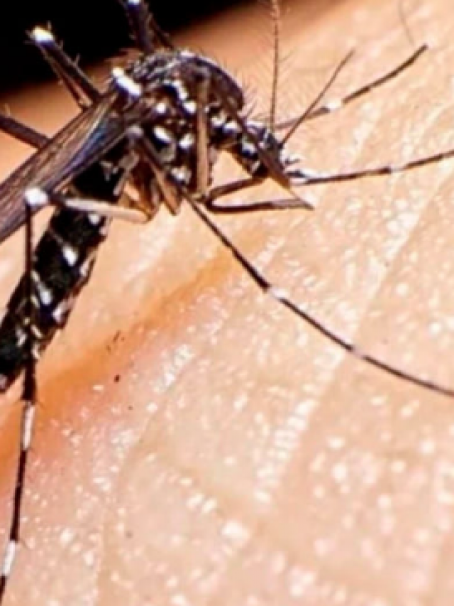 Dengue