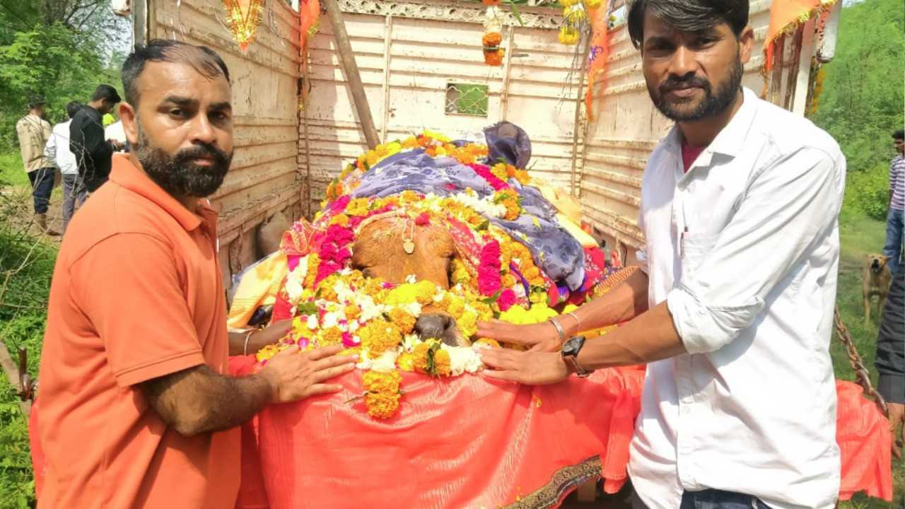 unique farewell of cow